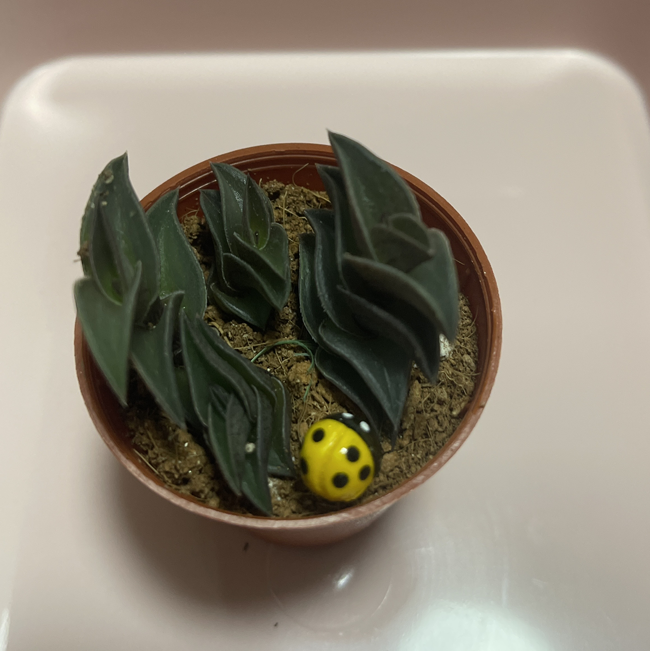 Queen Victoria Agave in a small pot with visible soil and a decorative yellow ladybug.