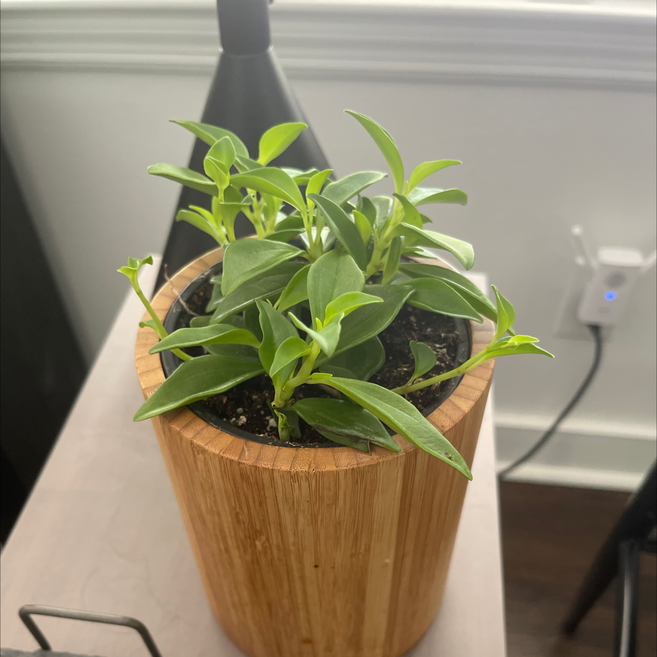 Healthy vining peperomia plant with lush green leaves growing in a wooden pot, soil visible.