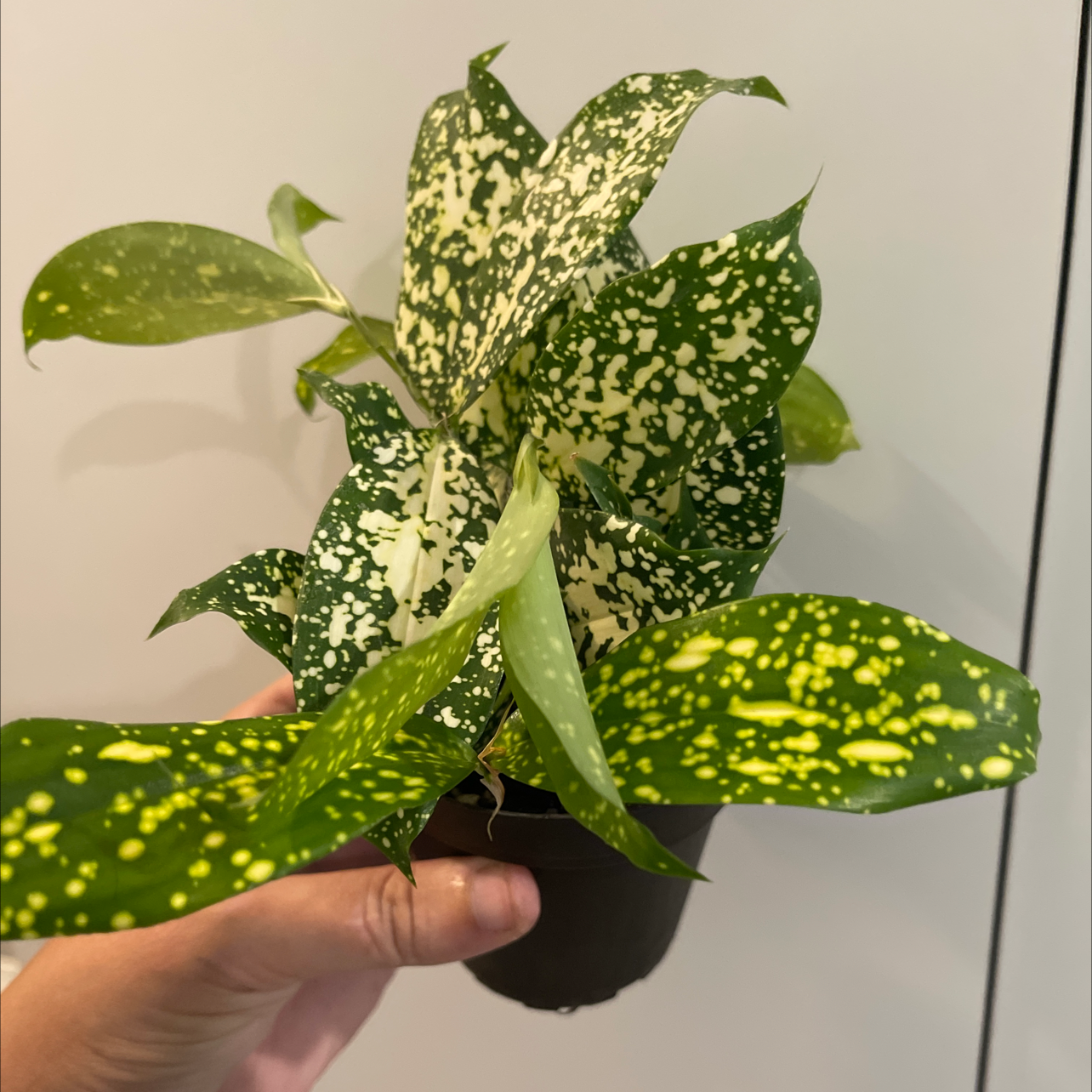 Hand holding a healthy Gold Dust Dracaena plant with vibrant green leaves and yellow speckled variegation, well-framed photo.