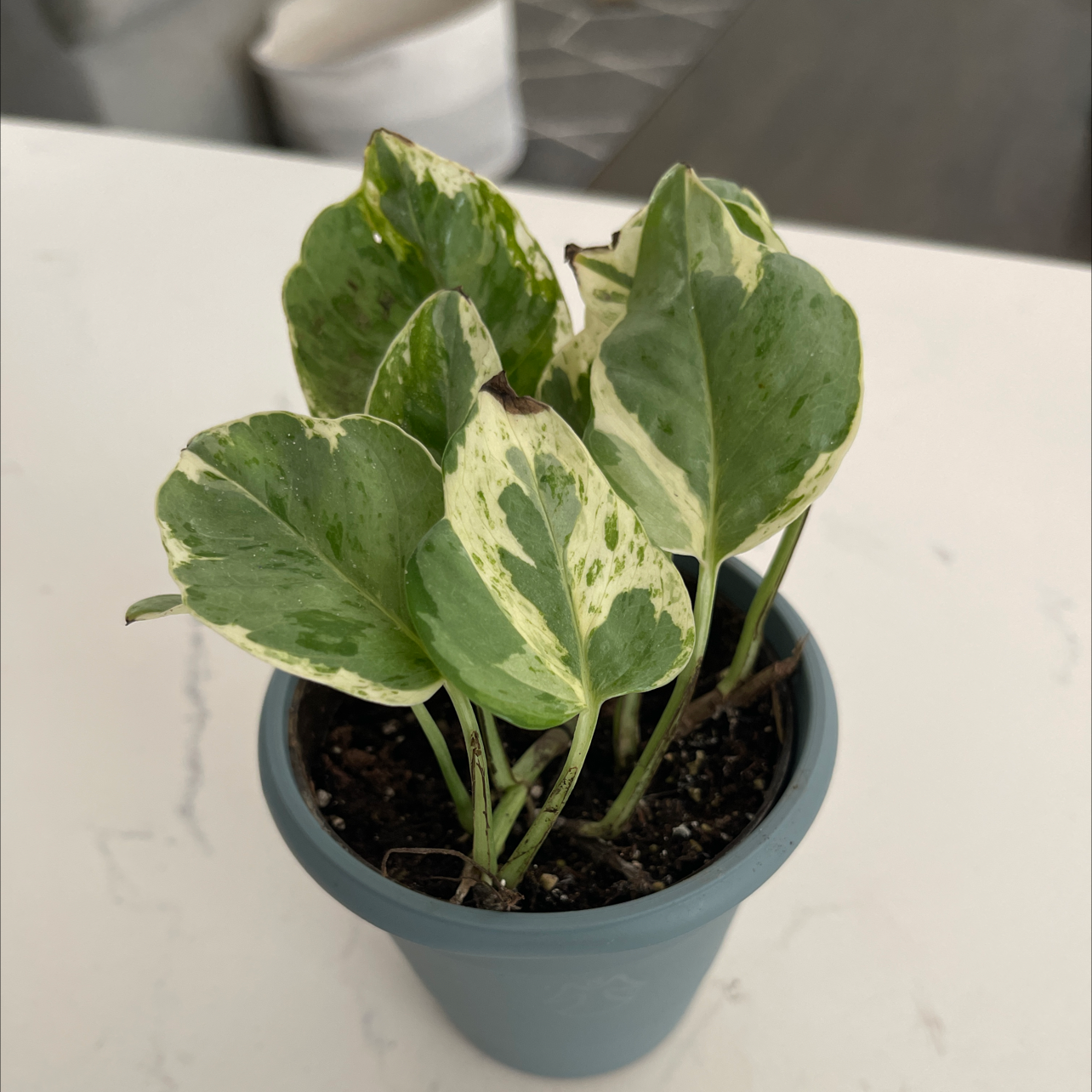Pearls and Jade Pothos plant in a small pot with variegated green and white leaves.