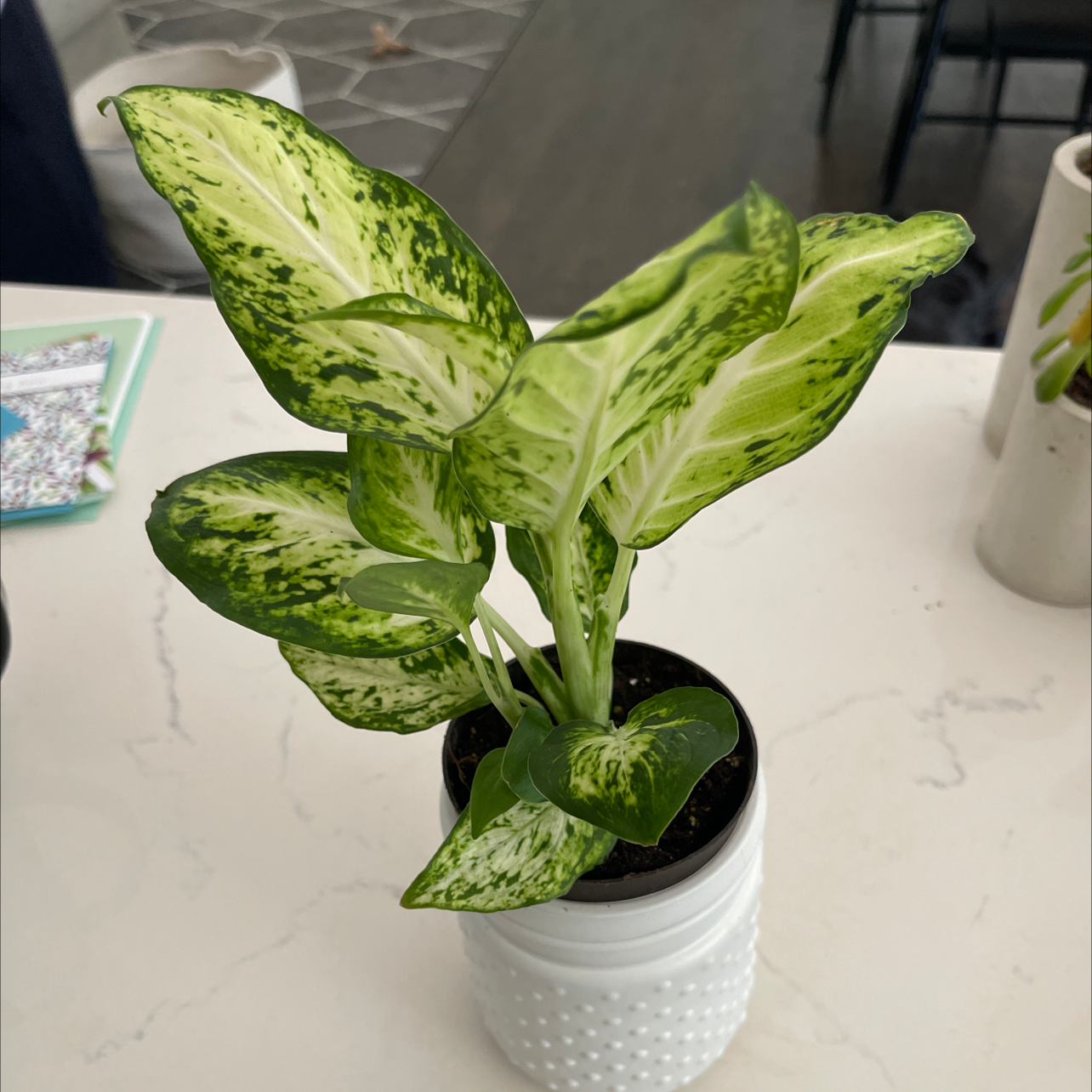 Dieffenbachia 'Compacta' plant in a white pot with vibrant green and white variegated leaves.