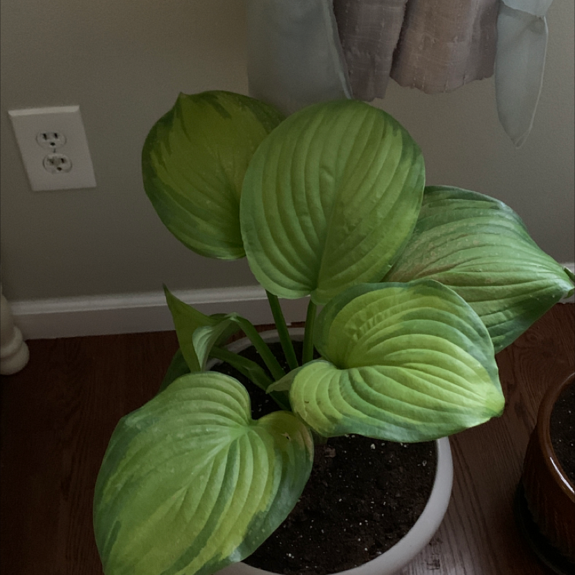 Photo of the plant species Siebold's Plantain Lily by @leanna named Your plant on Greg, the plant care app