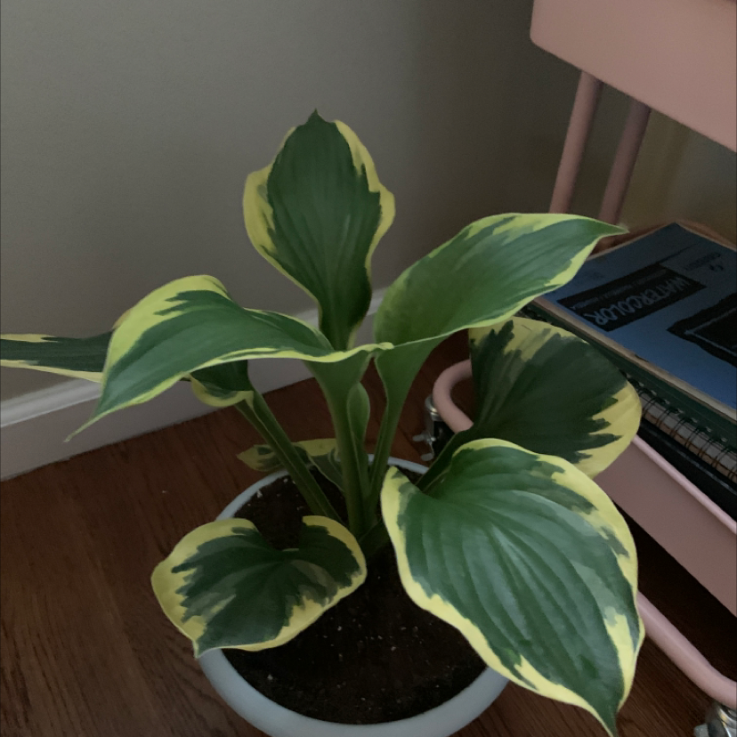 Photo of the plant species Hosta sieboldii by @leanna named Your plant on Greg, the plant care app
