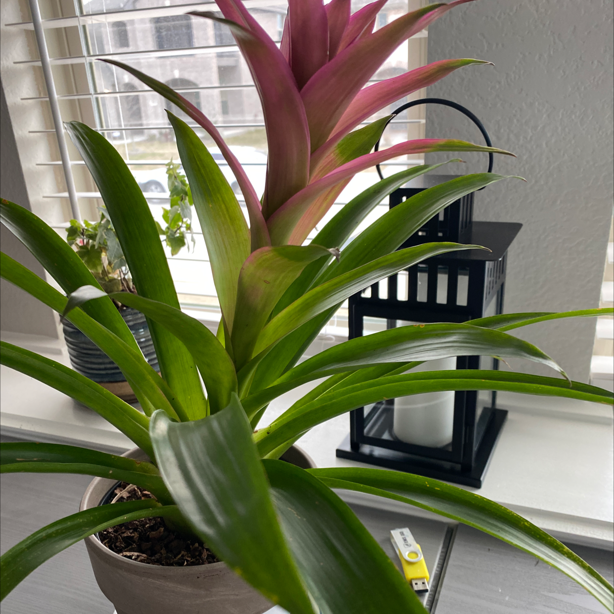 Healthy Droophead Tufted Airplant with vibrant green and red leaves arching gracefully, potted in a small container with soil visible.