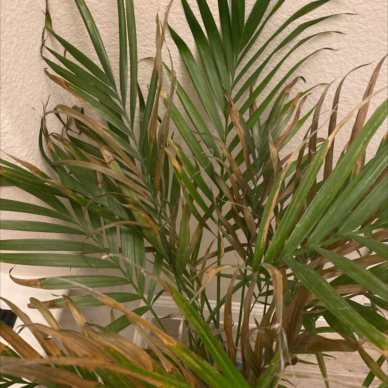 Healthy cat palm plant with vibrant green leaves and full, symmetrical fronds. No visible damage or discoloration.