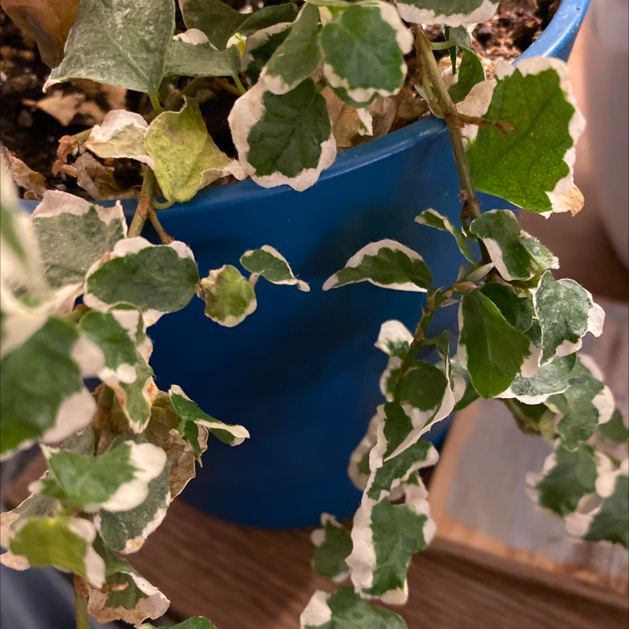 A variegated Creeping Fig plant in a blue pot, with trailing vines and some yellowing leaves, against a neutral background.