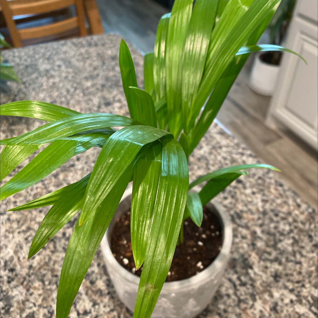 Cast Iron Plant in a pot on a granite countertop with healthy green leaves.