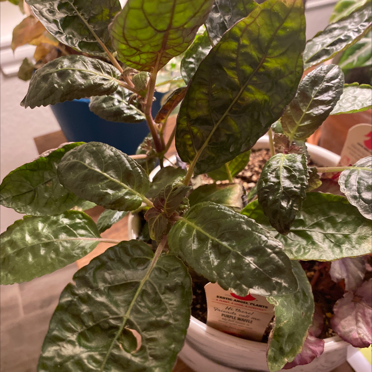Waffle Plant with dark green, textured leaves in a pot with visible soil.