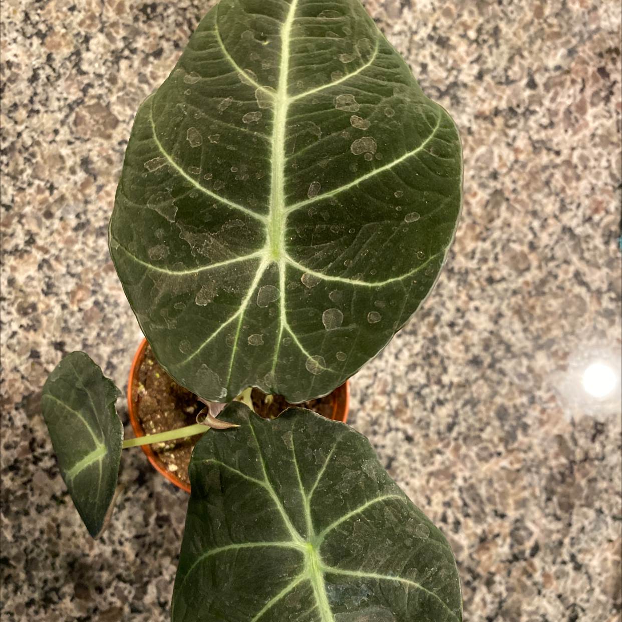 Black Velvet Alocasia plant with dark green leaves and white veins, showing some spots and discoloration.