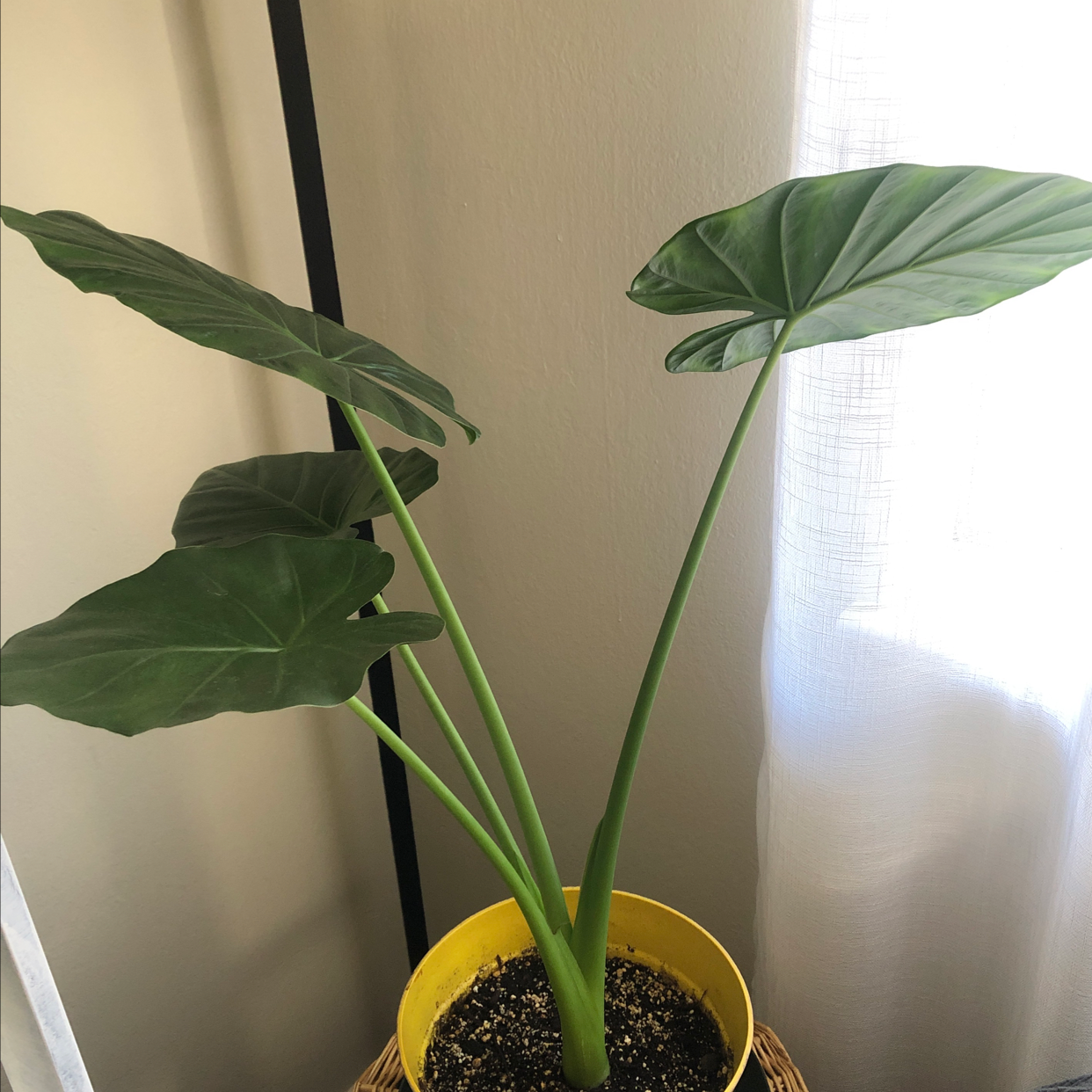 Photo of the plant species Calidora Elephant's Ear by @Its_millie28 named Lucy on Greg, the plant care app