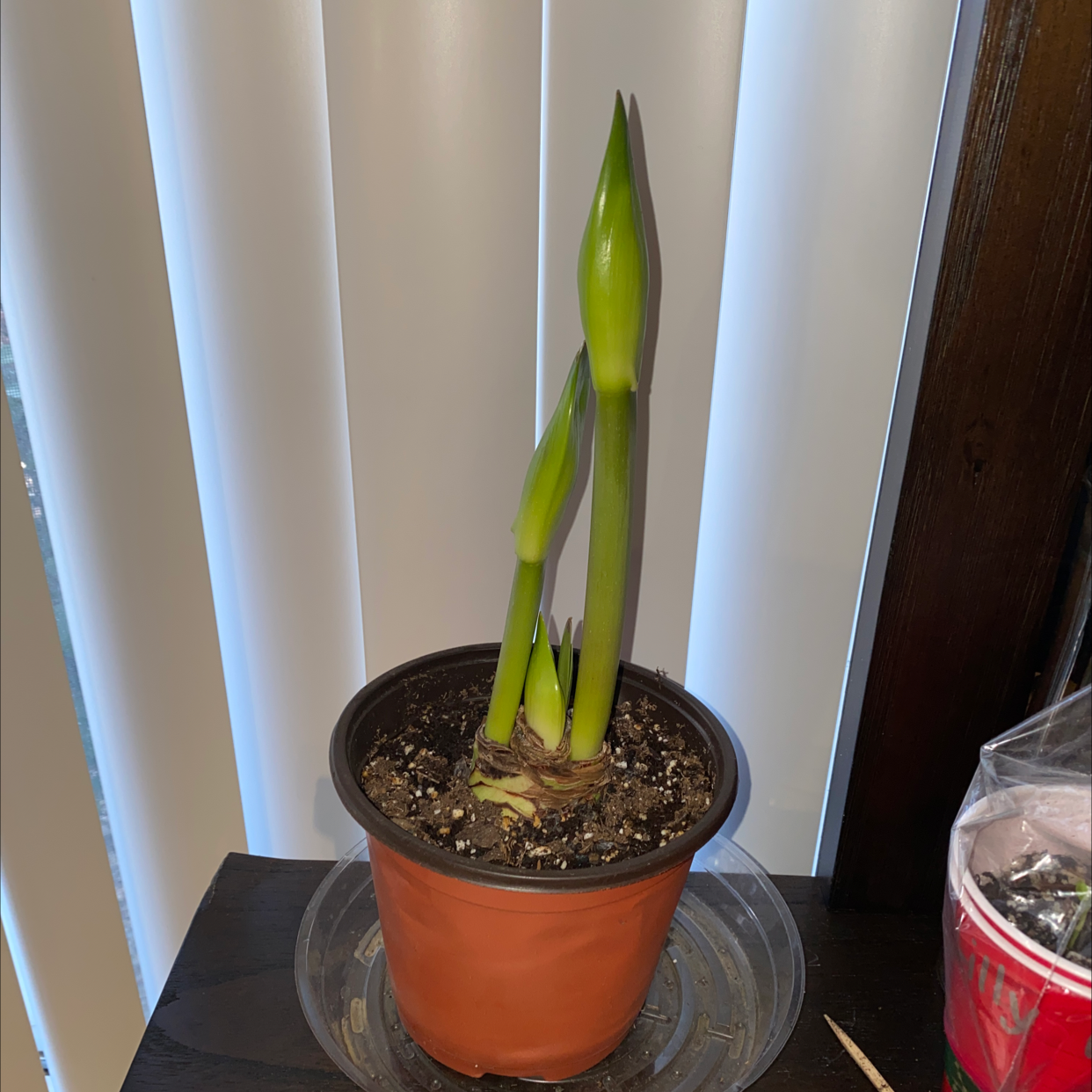 Potted Barbosa Lily plant with green stems, no flowers, and visible soil.