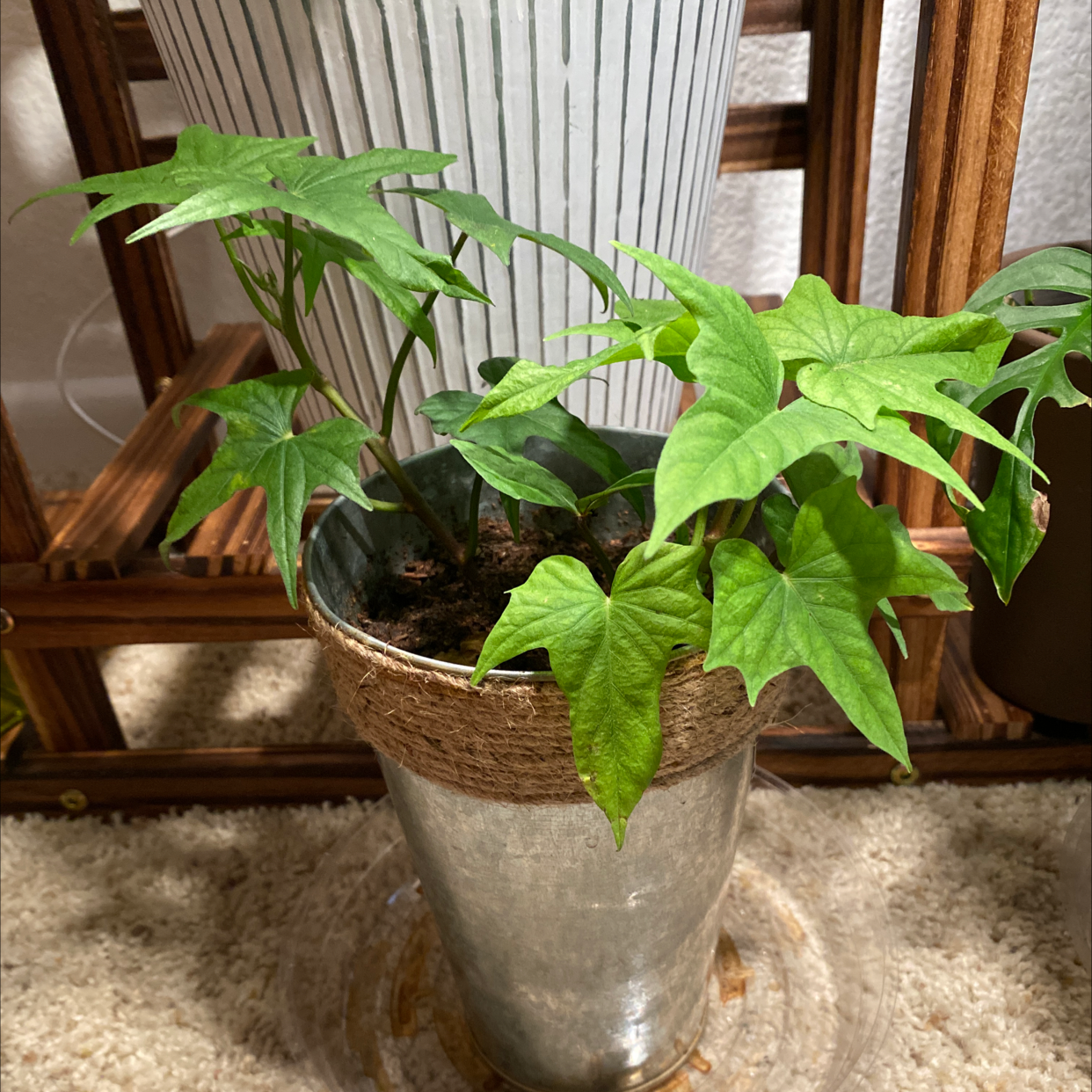 Healthy sweet potato vine plant with vibrant green foliage in a clear pot, situated indoors on a carpeted surface.