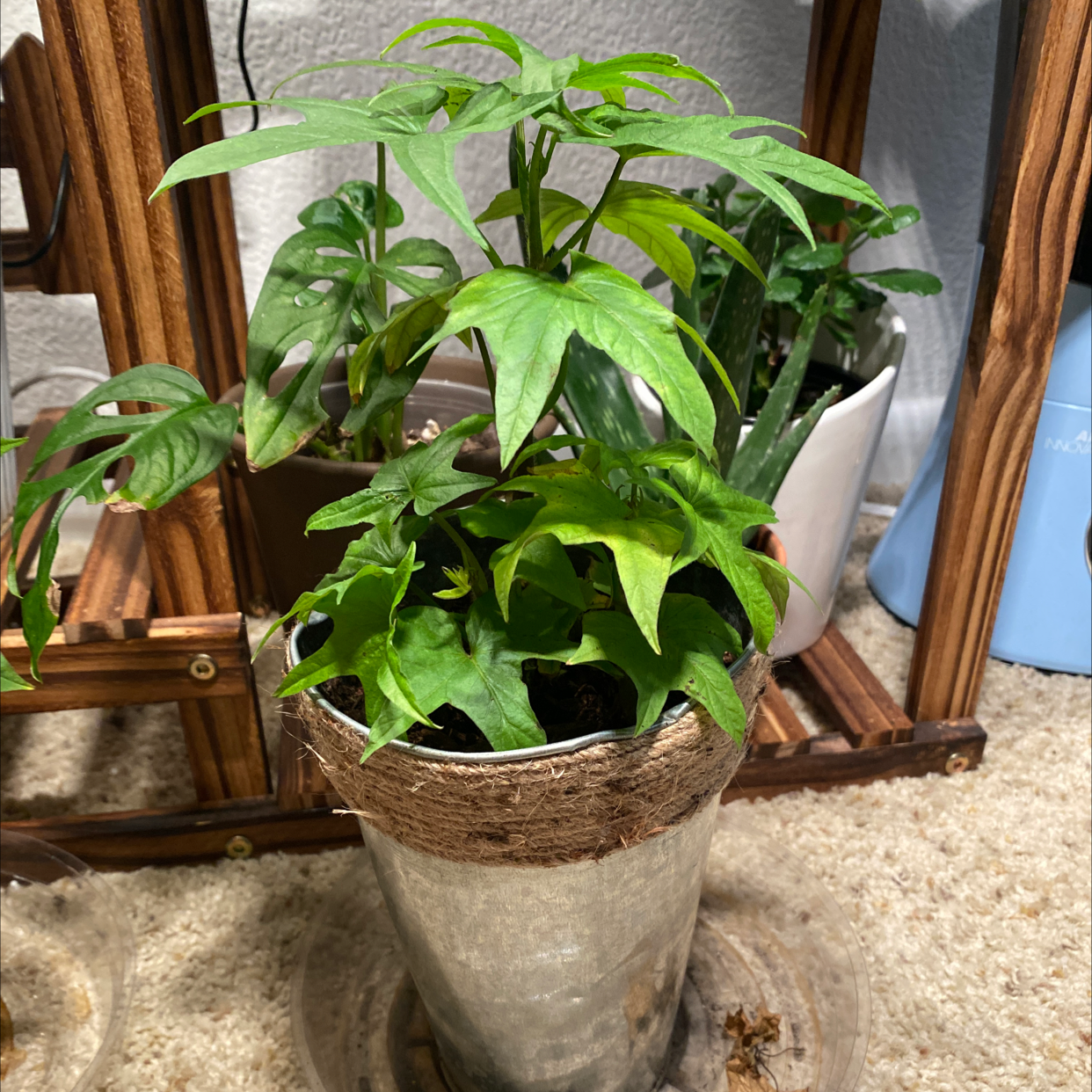 Healthy sweet potato vine with lush green foliage overflowing from a woven basket planter near a window.