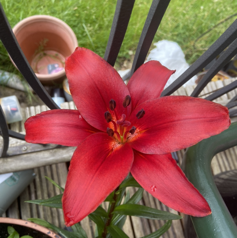 A vibrant orange daylily in full bloom with a garden background.