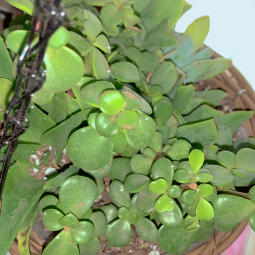 Lucky Plant plant photo by @Sugarrr_free named Yato on Greg, the plant care app.