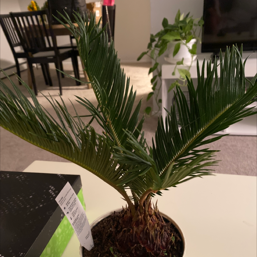 Sago Palm plant in a pot on a table indoors, with green fronds and visible soil.