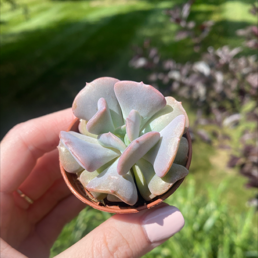 A healthy Echeveria Gibbiflora succulent held by a hand against a blurred outdoor background.