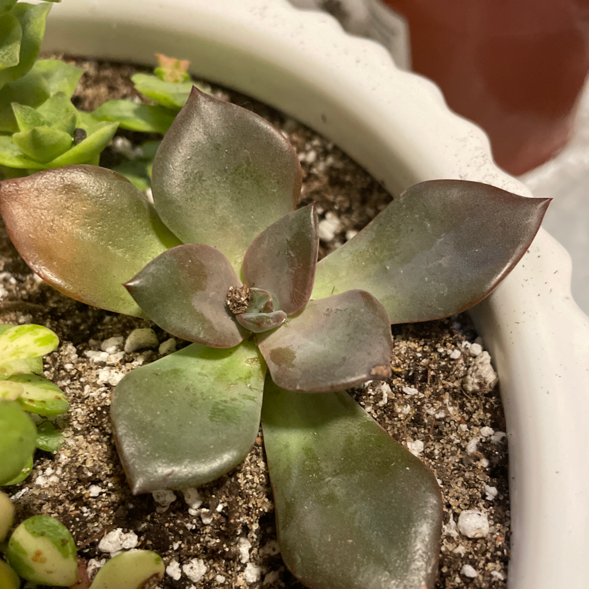 Photo of the plant species Echeveria 'Licorice' by @Beezylynn named No name 2 on Greg, the plant care app