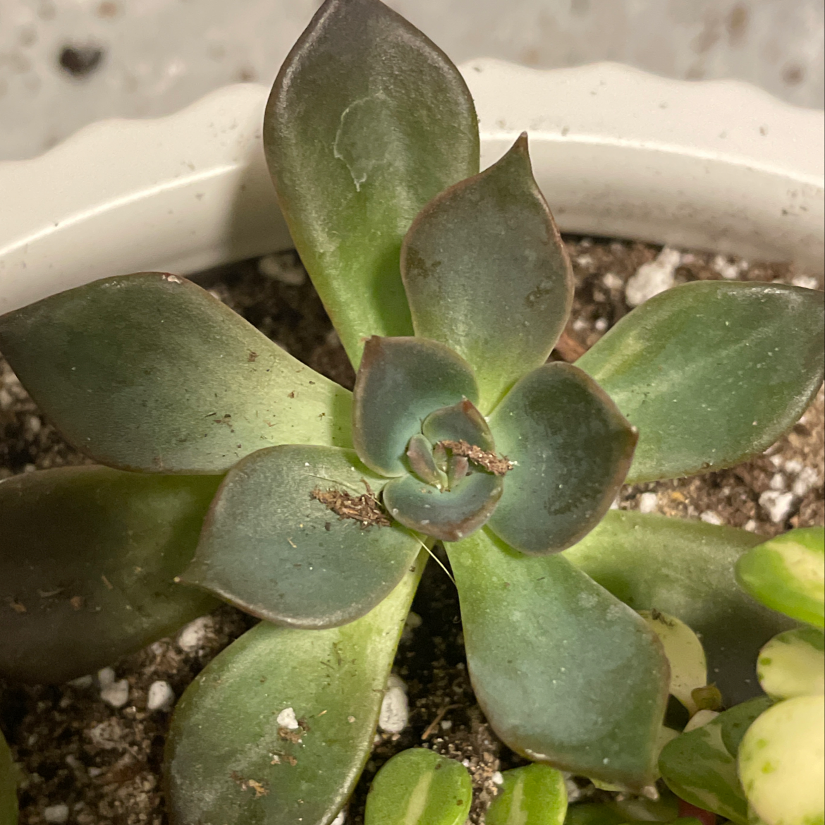 Photo of the plant species Echeveria 'Licorice' by @Beezylynn named No name 2.5 on Greg, the plant care app