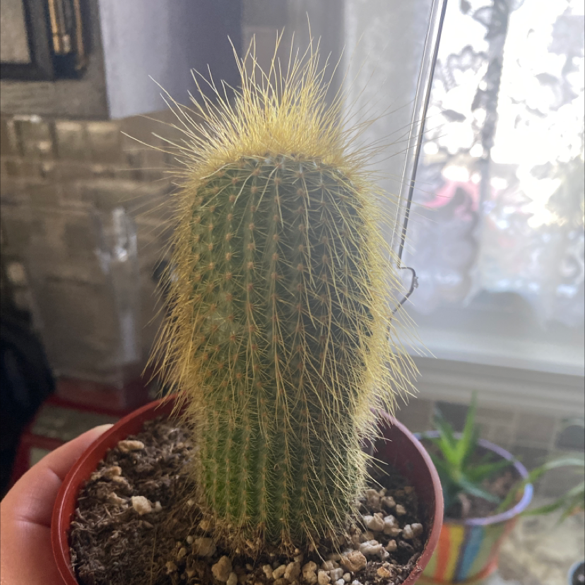 Potted Cephalocereus polylophus cactus with prominent spines, held by a hand.