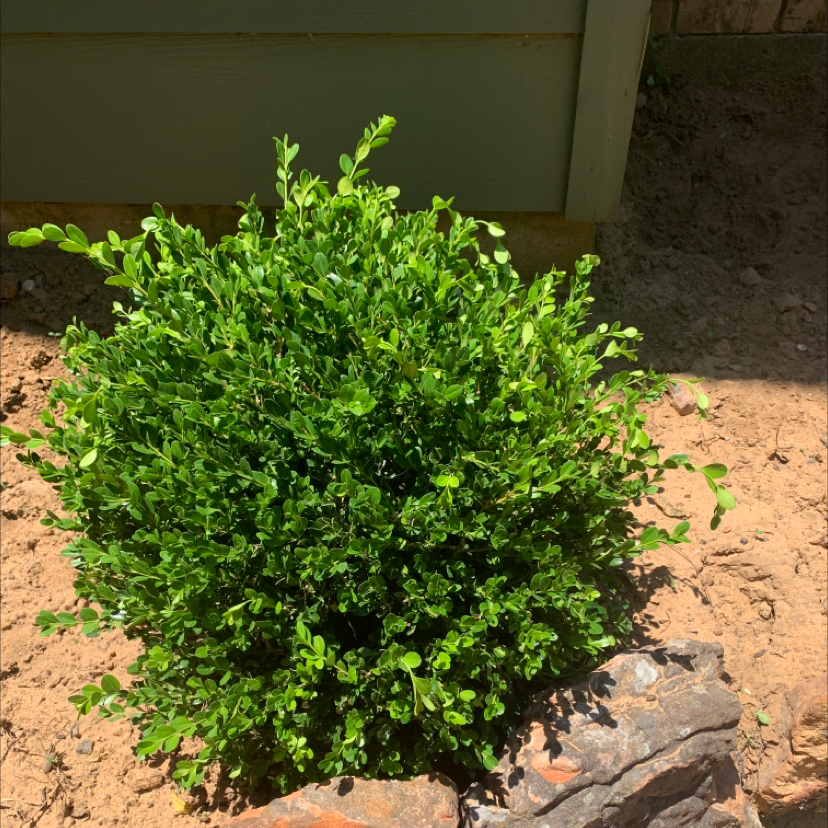 Photo of the plant species Buxus microphylla by John named Your plant on Greg, the plant care app