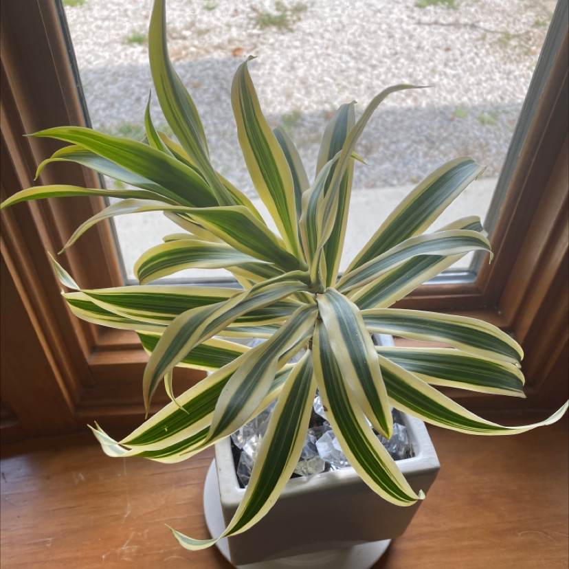 Song of India plant photo by Dj named Ebony on Greg, the plant care app.