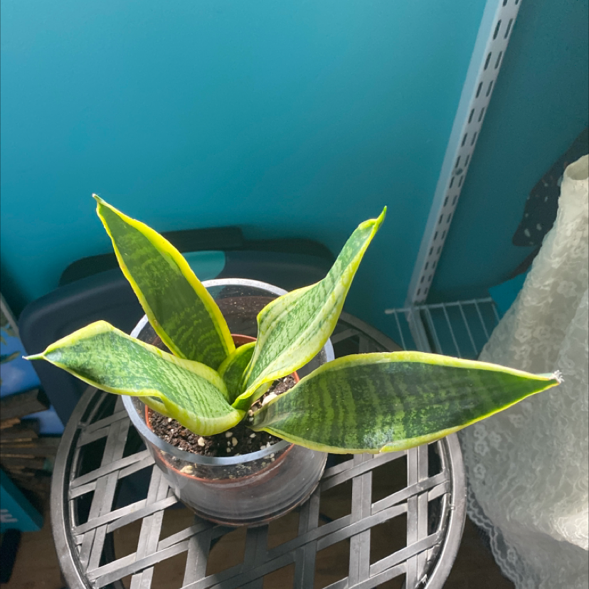 Snake Plant plant photo by Dj named Spicy on Greg, the plant care app.