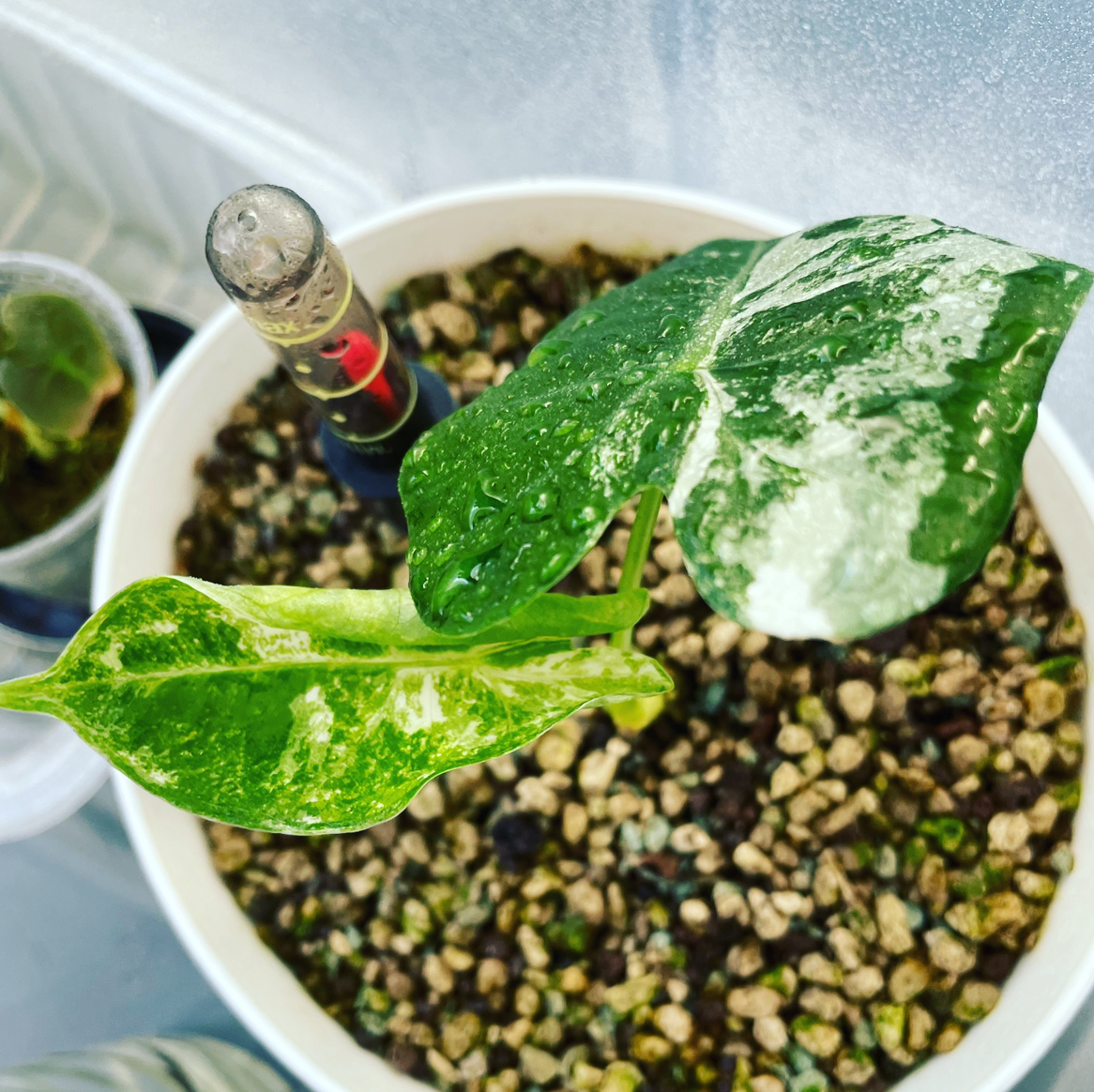 Variegated Alocasia frydek plant in a pot with visible soil and variegated leaves.
