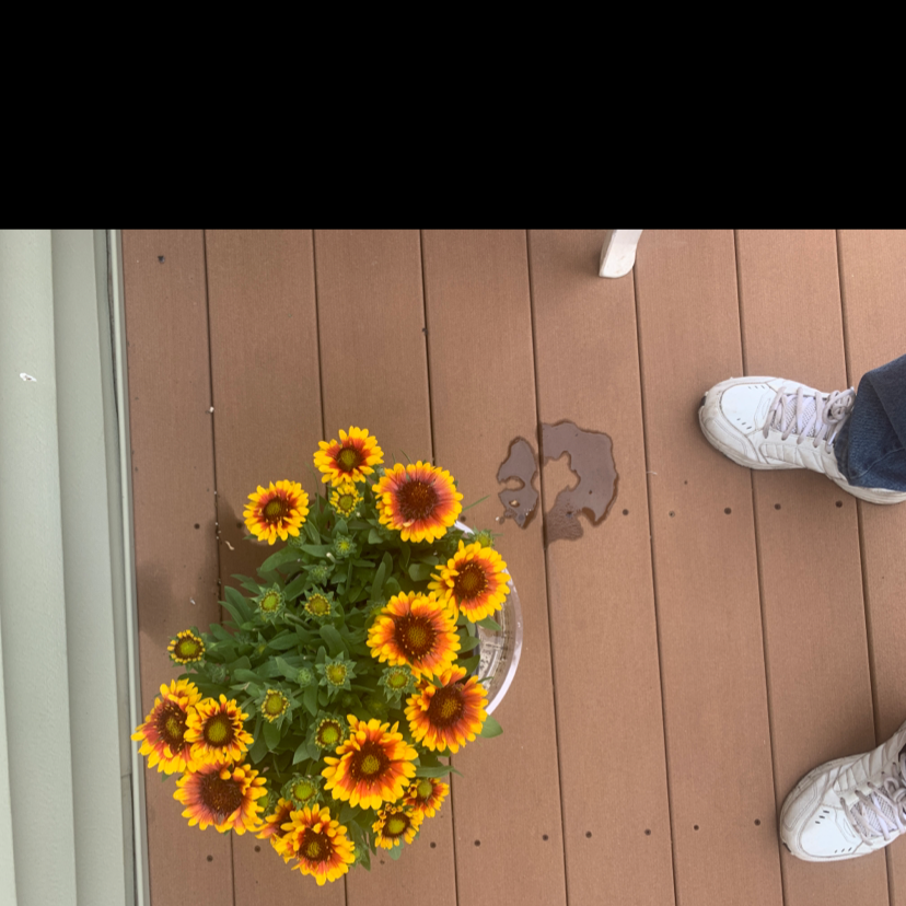Photo of the plant species Hopi Blanketflower by Joseph named Your planting and on Greg, the plant care app