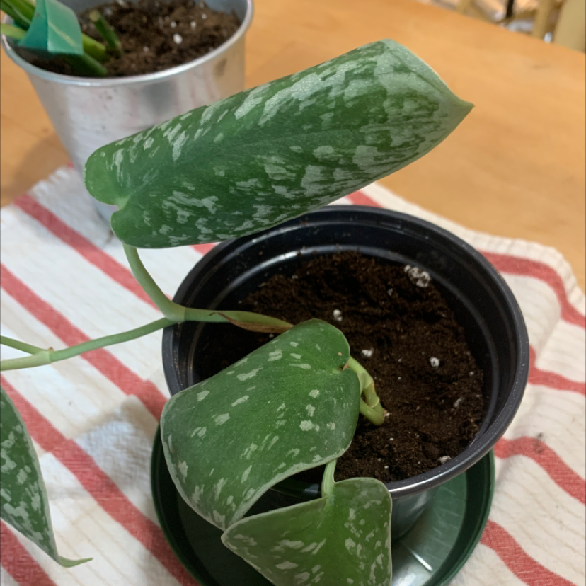 Photo of the plant species Silver Anne Pothos by @Willisjanne named Sylvie-Ann on Greg, the plant care app