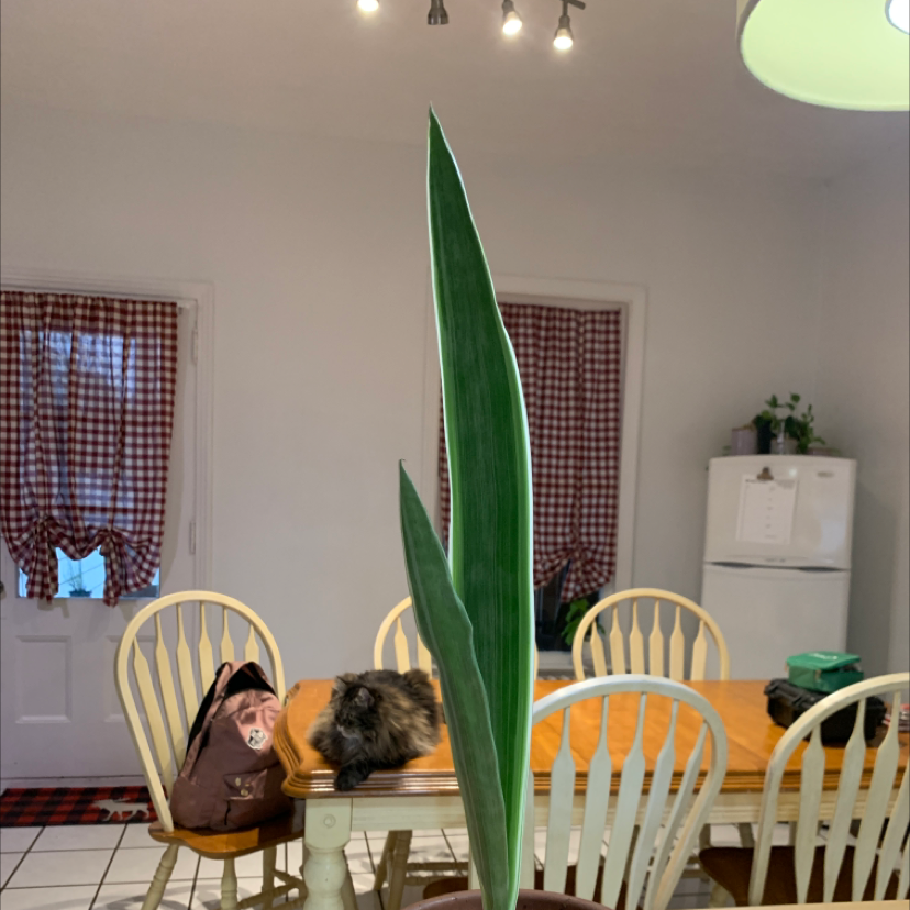 Metallica Snake Plant leaf indoors on a table, appears healthy.
