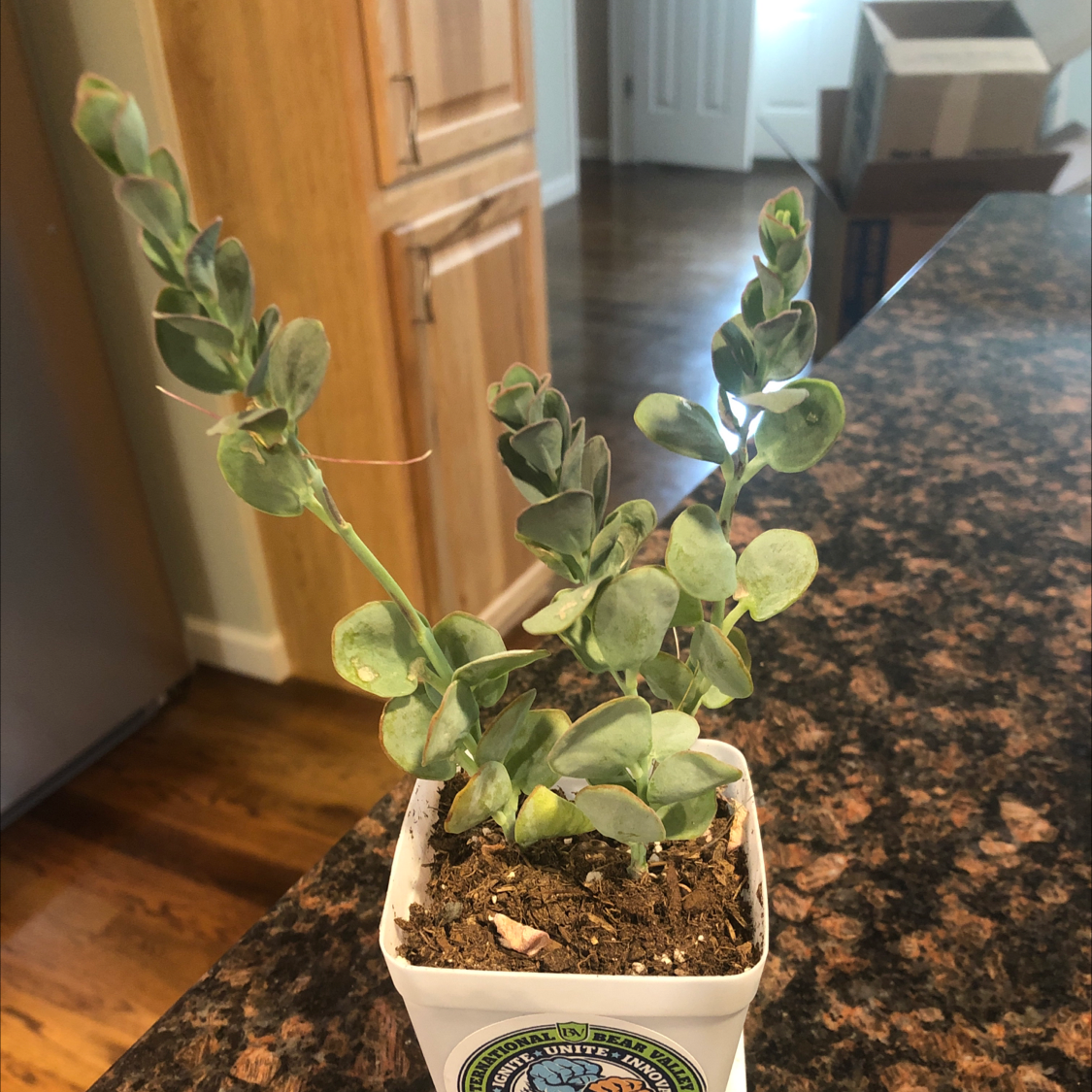 Marnier's Kalanchoe plant in a small pot on a kitchen counter with some yellowing and browning leaves.