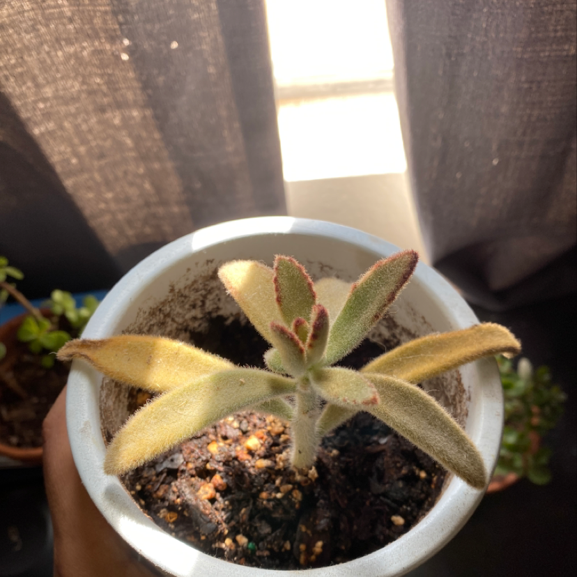 Panda Plant (Kalanchoe tomentosa) in a white pot with visible soil, held by a hand.