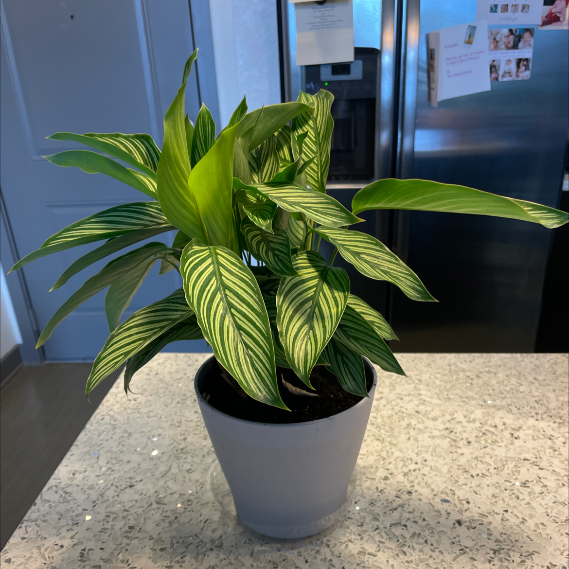 Calathea Vittata plant in a white pot on a countertop with vibrant green leaves and white stripes.