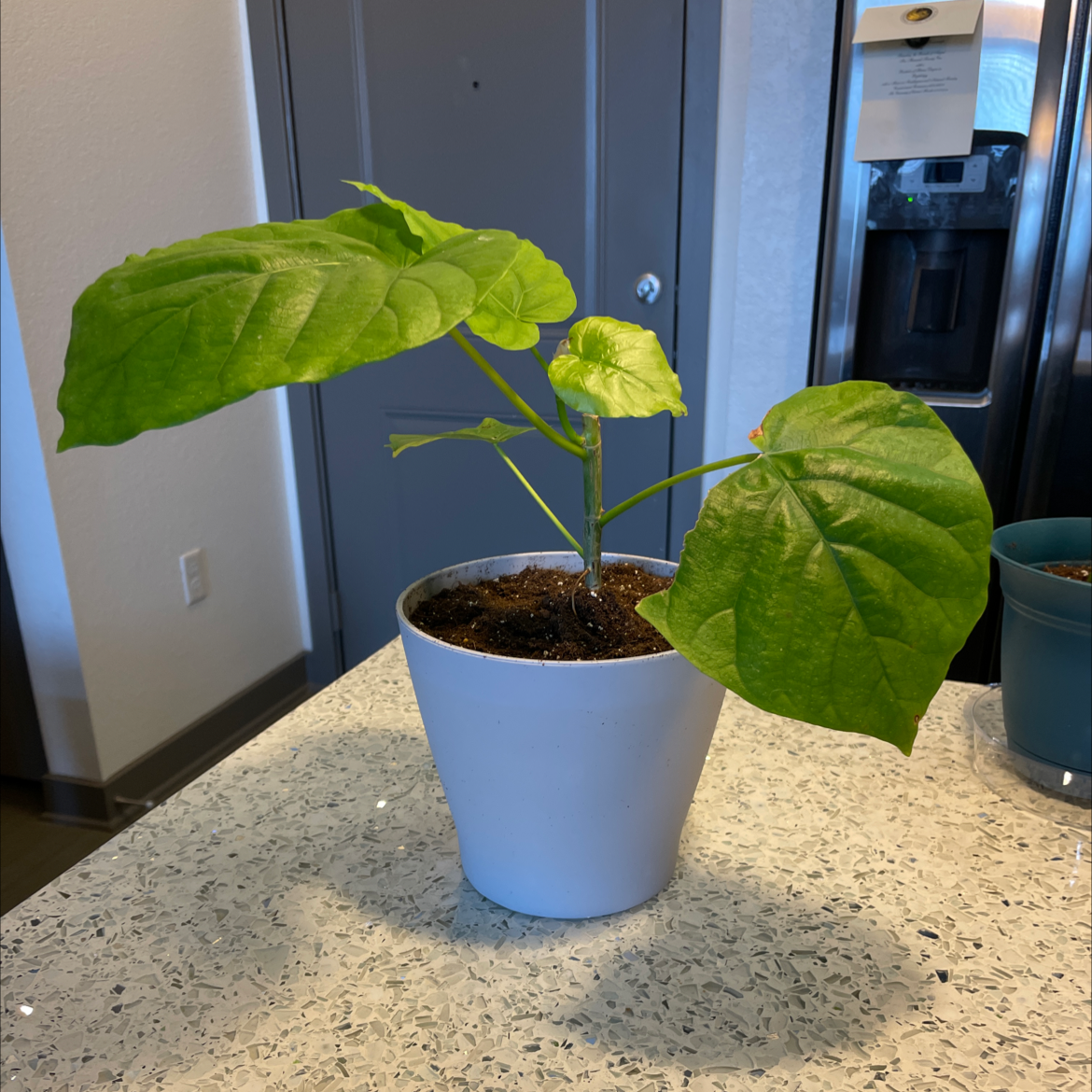 Ficus umbellata plant in a white pot with some yellowing and browning leaves on a countertop.