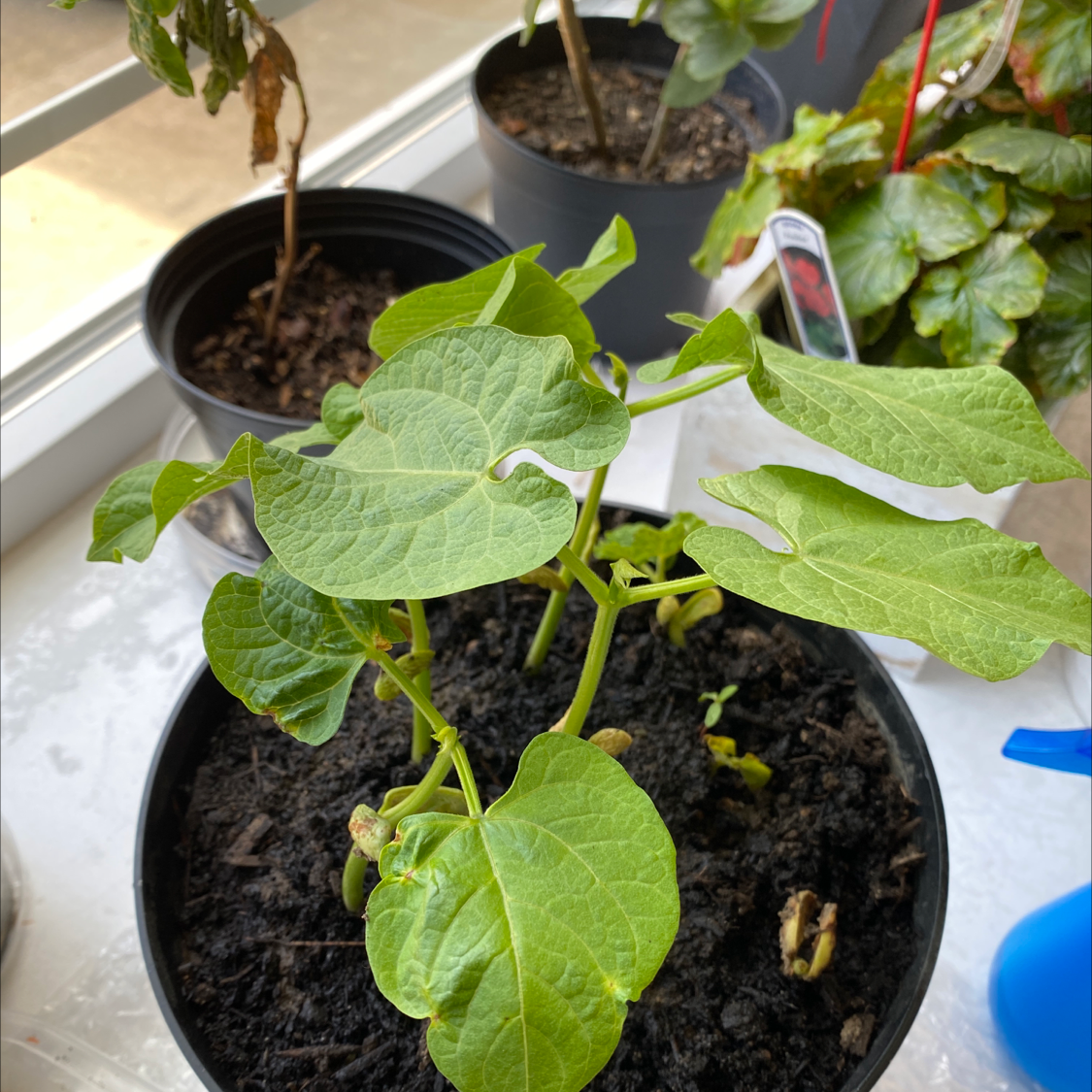 Potted Common Bean plant with broad green leaves, visible soil, and no signs of disease.
