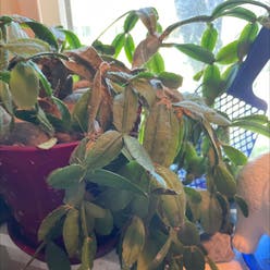 Easter Cactus plant
