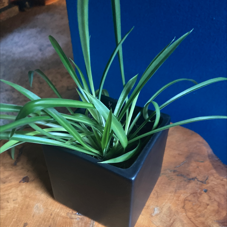 Spider Plant plant photo by Aly named Spidey Junior on Greg, the plant care app.