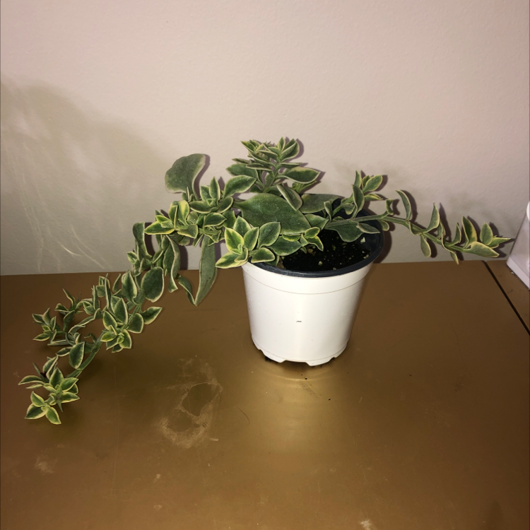 Photo of the plant species Livingstone Daisy by @juliabrk named mariana on Greg, the plant care app