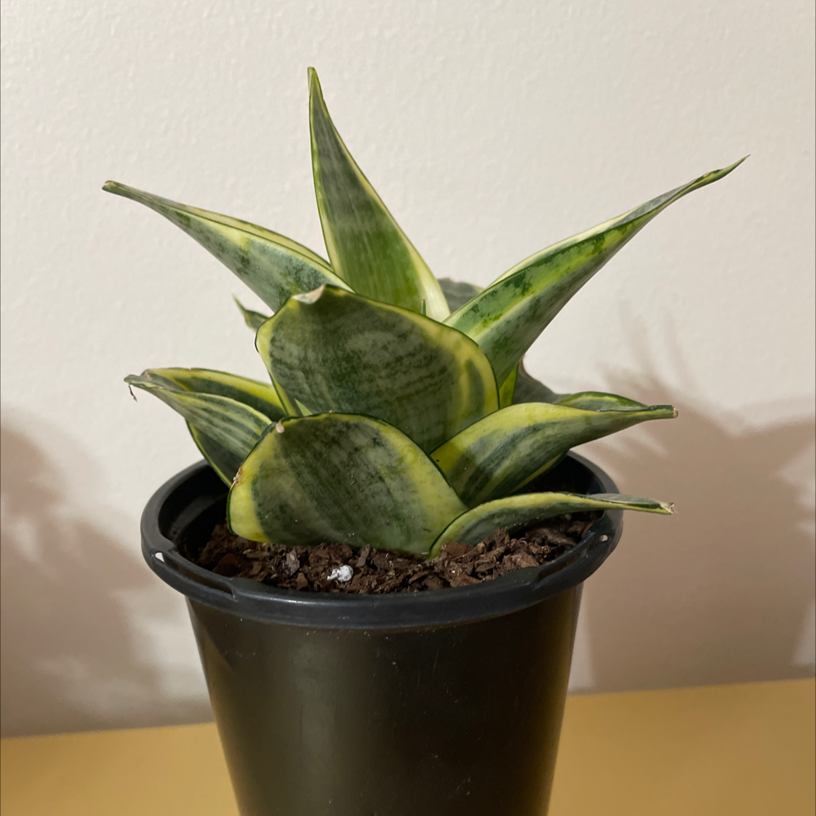Bird's Nest Snake Plant in a black pot with healthy green variegated leaves.