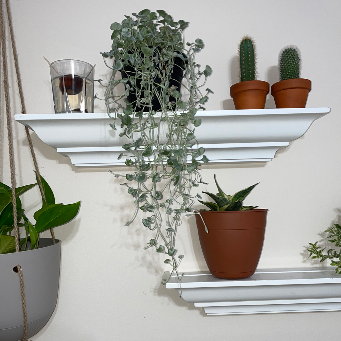 Photo of the plant species Silver Falls Dichondra by @juliabrk named leif erikson on Greg, the plant care app
