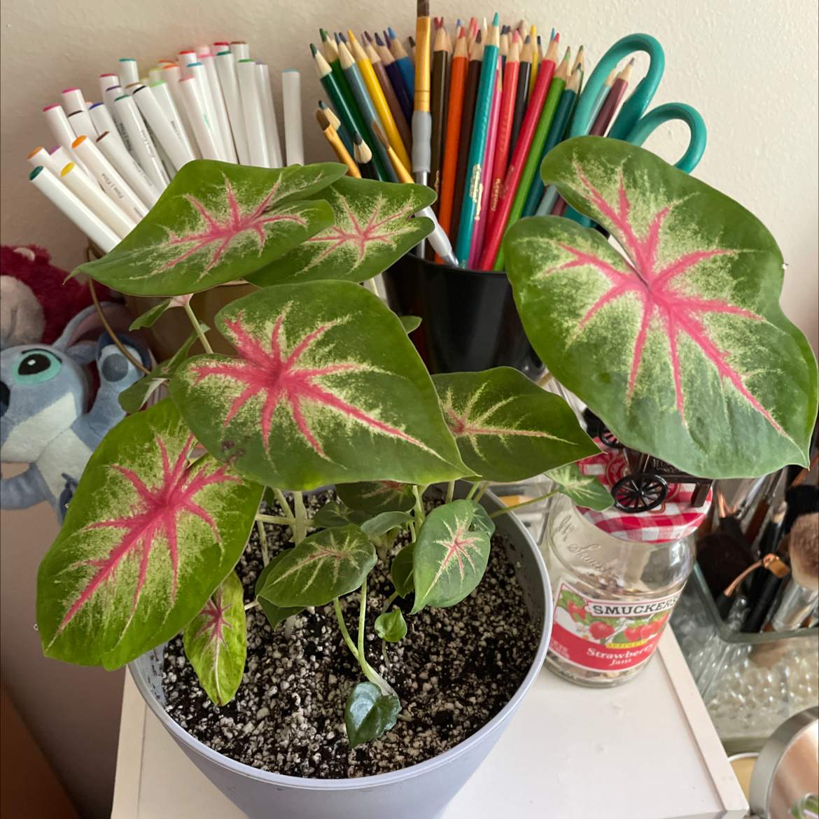 Photo of the plant species caladium rose bud by @juliabrk named girly teengirl on Greg, the plant care app