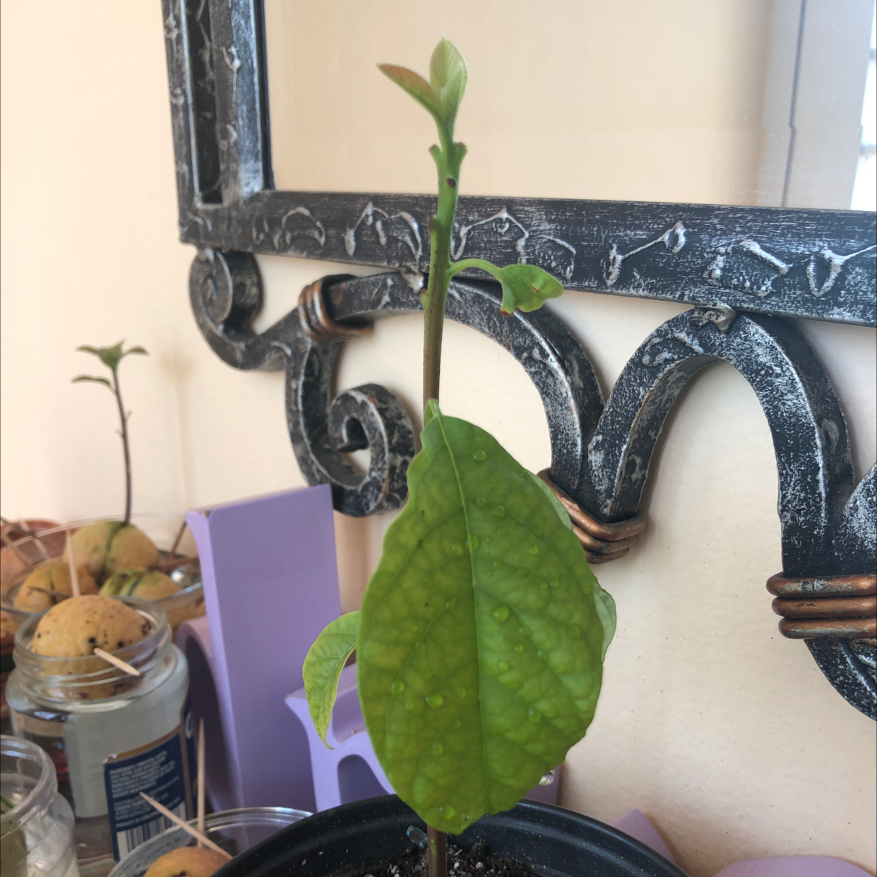 Healthy young avocado plant sprouting from pit suspended over water, with single large green leaf.