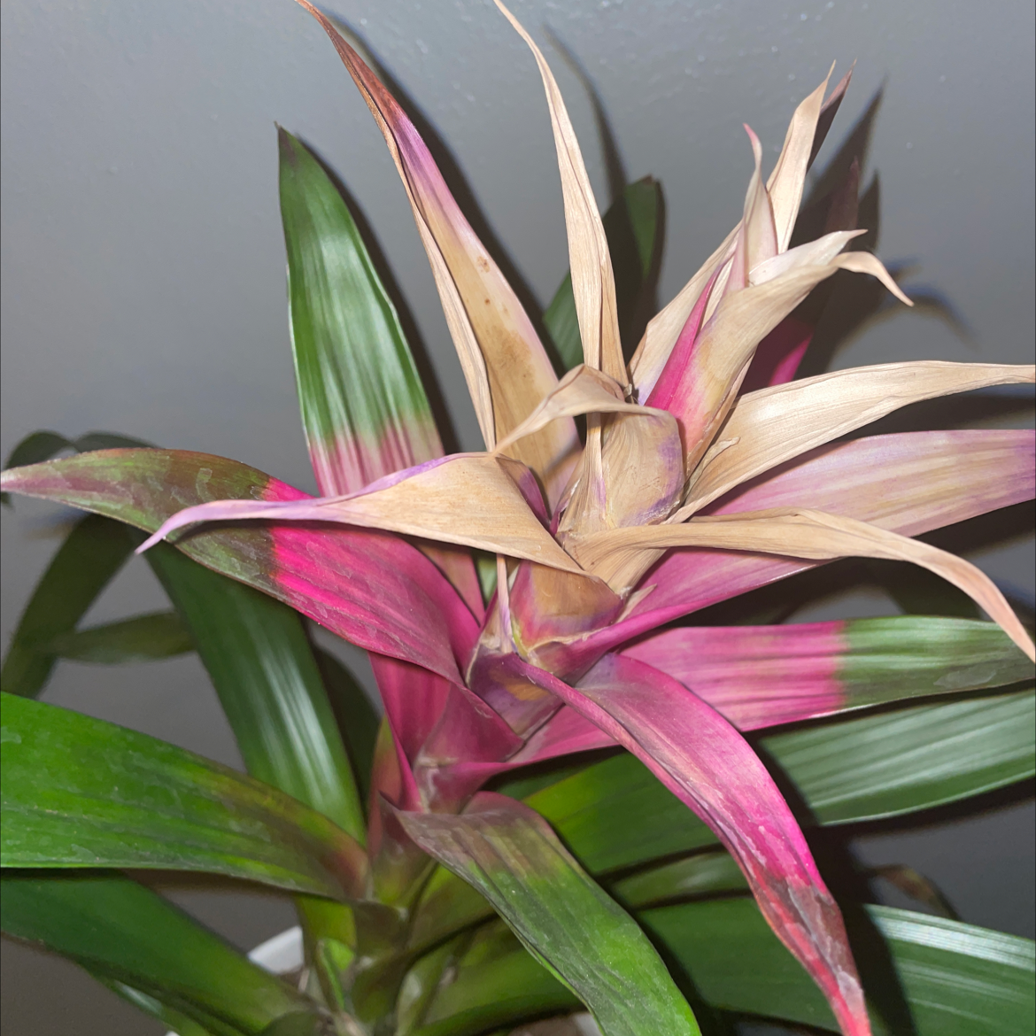 Urn Plant with noticeable browning and discoloration on the leaves, indicating potential health issues.