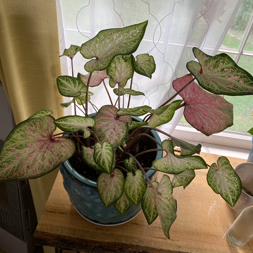 Photo of the plant species Angel Wings by @laurenbrk named Roz on Greg, the plant care app