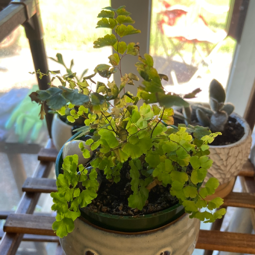 Maidenhair Fern plant photo by Elyse named Rumplestiltskin on Greg, the plant care app.