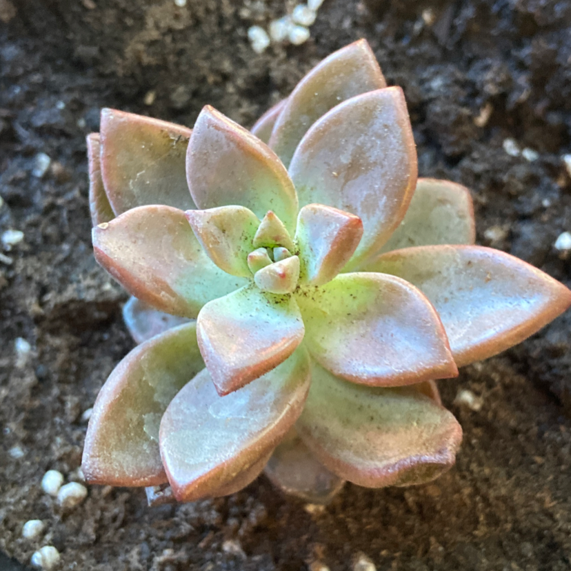 Image of a healthy Five Stamen Graptopetalum succulent with visible soil.