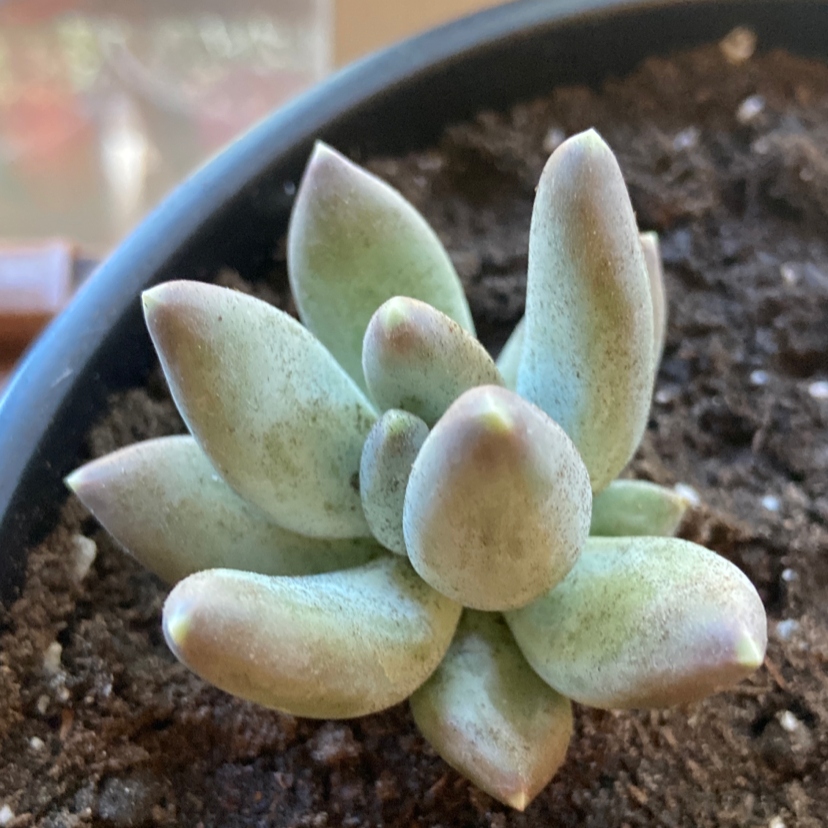 Image of a healthy Little Jewel succulent in a pot with visible soil.