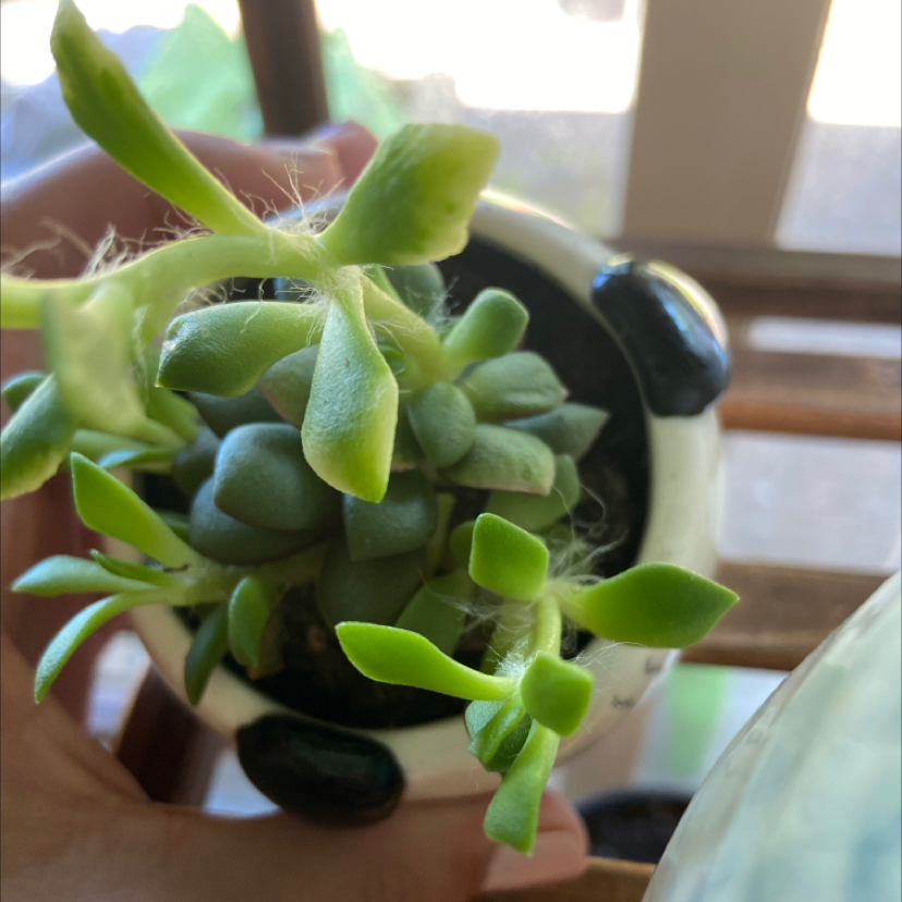 Sand Rose plant photo by Elyse named Frank on Greg, the plant care app.