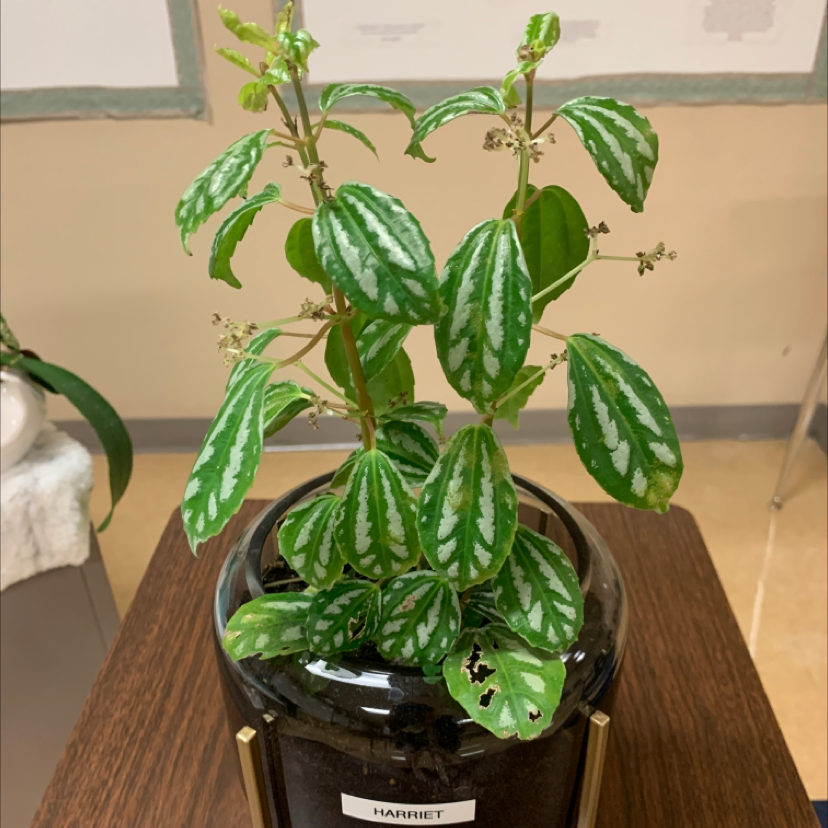 Aluminum Plant (Pilea cadierei) in a pot with distinctive green leaves and silver markings.